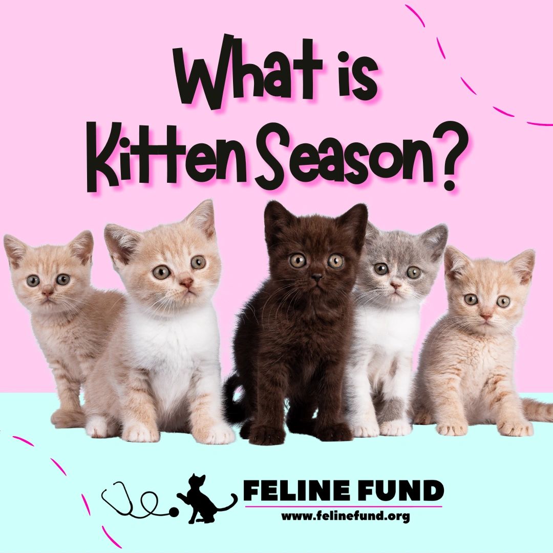 What is Kitten Season?